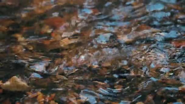 浅い川にトラウトが産卵する — ストック動画