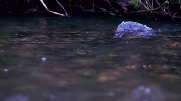 Lachse Laichen Flachen Lettischen Flüssen Sanfter Fokus Auf Fisch — Stockvideo
