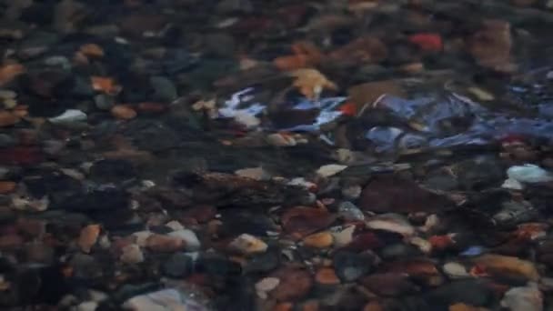 Sığ Letonya Nehirlerinde Yumurtlayan Somonlar Balıklara Odaklanın — Stok video
