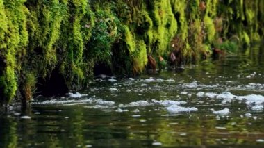 Nehrin karanlık suları. Sonbahar yağmurunun karanlık suları nehirleri sular altında bırakır. Şiddetli yağmurdan dolayı yağmur mevsiminde yol taşkınları