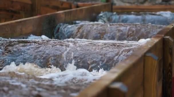 Letonya Balık Yumurtlama Rotası Nsanlar Alabalık Için Bir Yumurtlama Nehri — Stok video