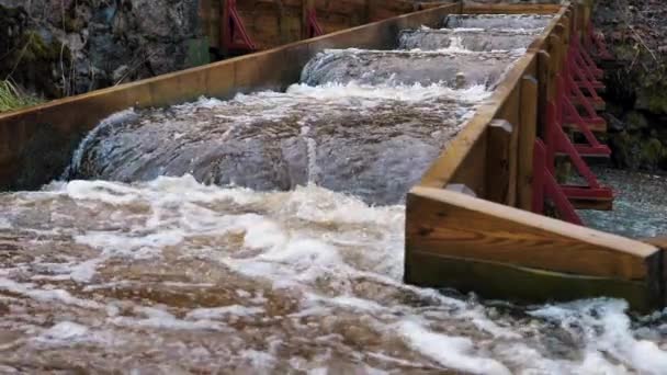ラトビアの魚の産卵ルート 人々はマスのために産卵川を建設した 人工的に建設された川のための大きな流れ — ストック動画