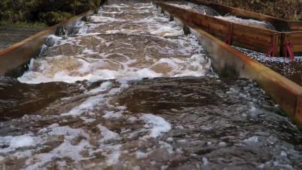 Ruta Desove Peces Letonia Gente Construyó Río Desove Para Trucha — Vídeo de stock