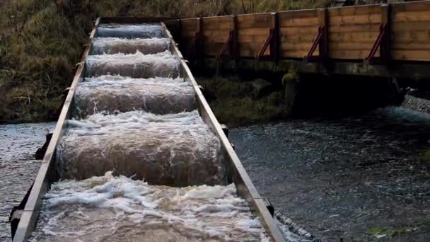 Letonya Balık Yumurtlama Rotası Nsanlar Alabalık Için Bir Yumurtlama Nehri — Stok video