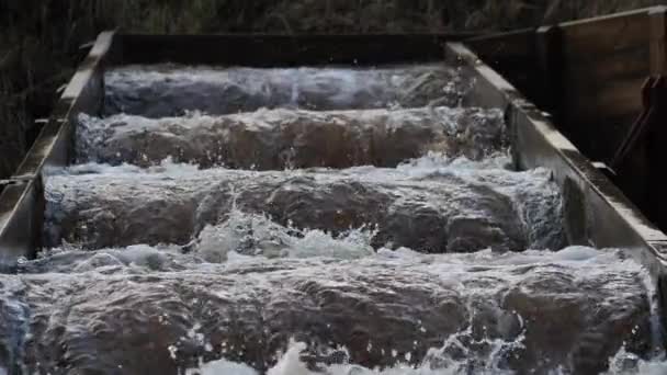 Letonya Balık Yumurtlama Rotası Nsanlar Alabalık Için Bir Yumurtlama Nehri — Stok video