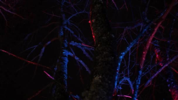 Stromy Jsou Osvětleny Světly — Stock video