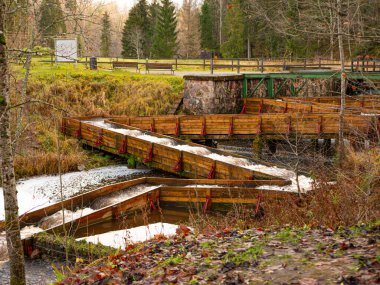 Yumurtlama döneminde sonbaharda somon, deniz alabalığı, levrek ve alabalık.