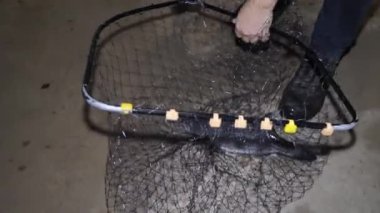 Bir adam elinde çizgili levrek tutar. Letonya 'daki balık çiftliği