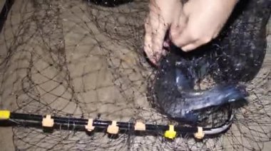 Bir adam elinde çizgili levrek tutar. Letonya 'daki balık çiftliği