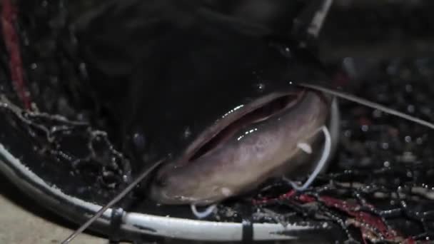 Een Man Houdt Een Europese Meerval Zijn Handen Viskwekerij Letland — Stockvideo