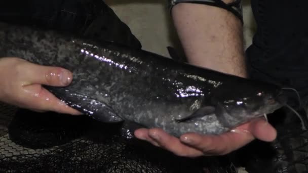 Mężczyzna Trzyma Rękach Europejskiego Suma Hodowla Ryb Łotwie — Wideo stockowe