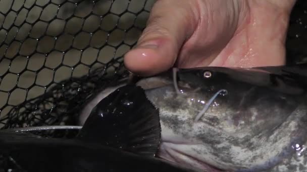 一个人手里拿着一条欧洲鲶鱼 拉脱维亚的养鱼场 — 图库视频影像