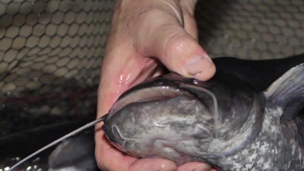 Man Håller Europeisk Havskatt Sina Händer Fiskodling Lettland — Stockvideo