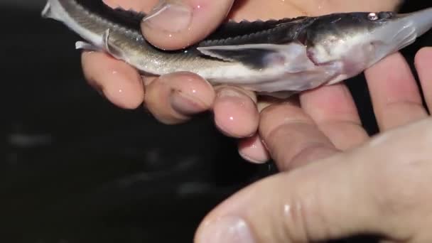 Man Holds His Hands Siberian Sturgeon Fish Farm Latvia — Stock Video