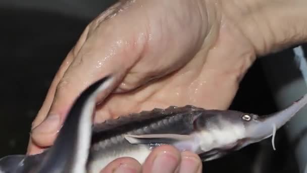 Een Man Houdt Een Siberische Steur Zijn Handen Viskwekerij Letland — Stockvideo