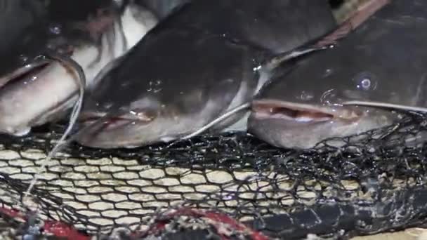 Een Man Houdt Een Europese Meerval Zijn Handen Viskwekerij Letland — Stockvideo