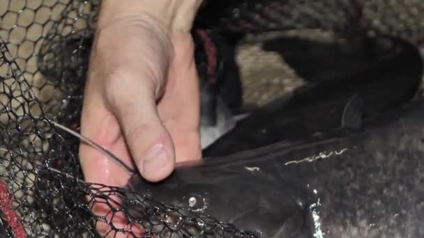 Homem Tem Nas Mãos Peixe Gato Europeu Exploração Piscícola Letónia — Vídeo de Stock