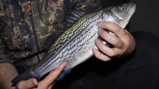 一个人手里拿着带条纹的栖木 拉脱维亚的养鱼场 — 图库视频影像