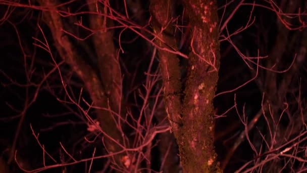Stromy Svítily Noci Parku — Stock video