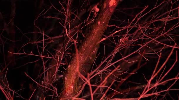 Stromy Svítily Noci Parku — Stock video