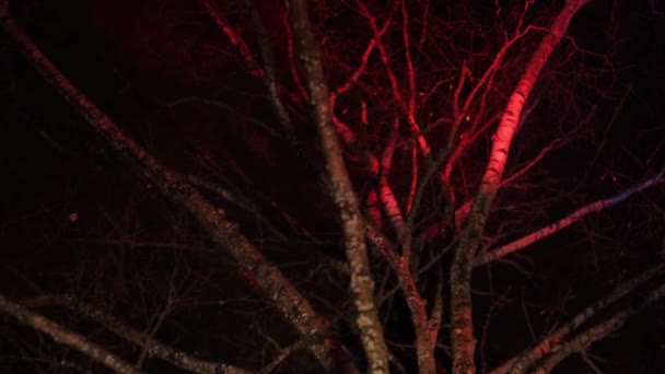 Träd Lyser Upp Natten Parken — Stockvideo