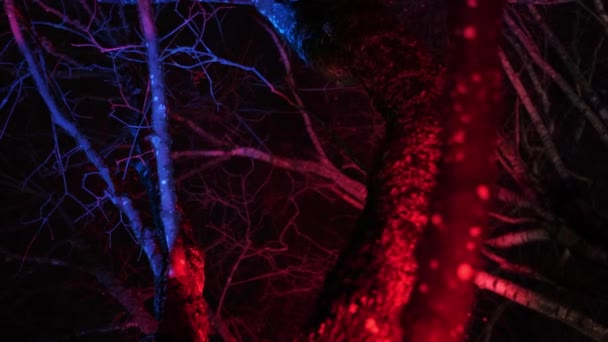 Árboles Iluminados Por Noche Parque — Vídeos de Stock