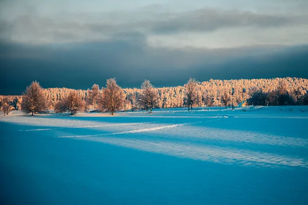 Zon Schijnt Bomen Winter — Stockfoto