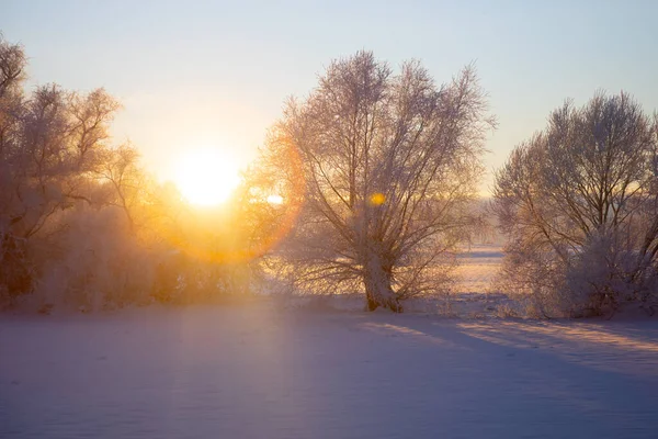 Güneş kışın ağaçların üzerinde parlıyor.
