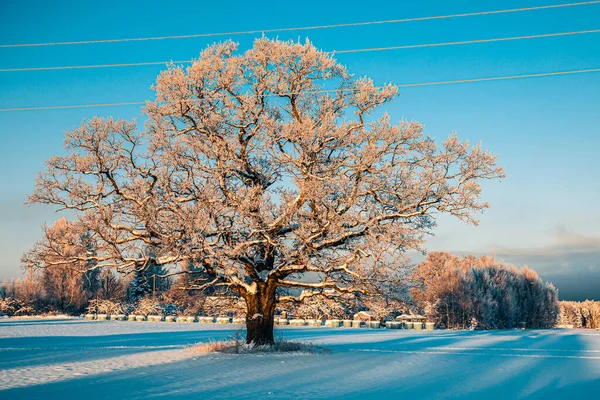 Zon Schijnt Bomen Winter — Stockfoto