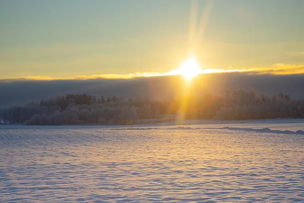 Zon Schijnt Bomen Winter — Stockfoto