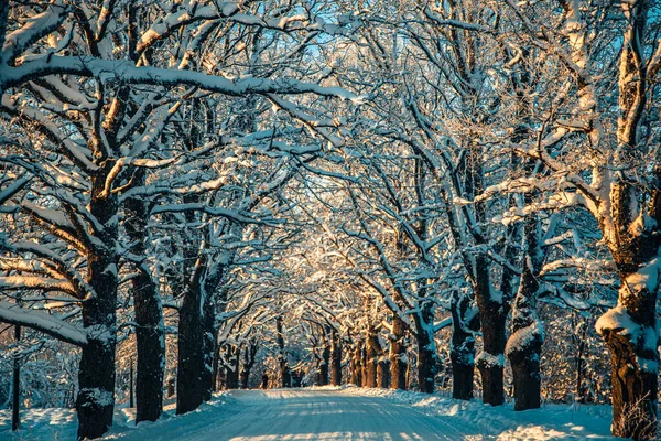 Winterasfaltweg Winterweg Bomen Met Sneeuw Lets Landschap Zachte Focus Foto — Stockfoto