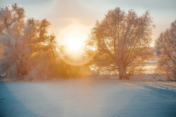 Zon Schijnt Bomen Winter Rechtenvrije Stockafbeeldingen