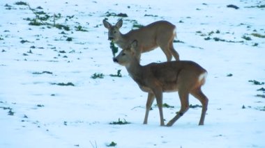 Deer in the meadow under the snow looking to eat. Deer eat rapeseed. Slightly blurred video. Sunlight on the back of a mammal