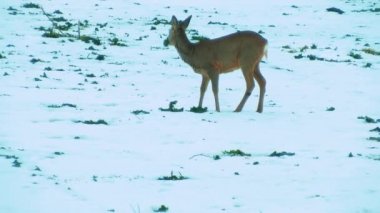 Deer in the meadow under the snow looking to eat. Deer eat rapeseed. Slightly blurred video. Sunlight on the back of a mammal