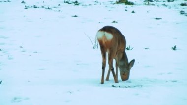 Deer in the meadow under the snow looking to eat. Deer eat rapeseed. Slightly blurred video. Sunlight on the back of a mammal