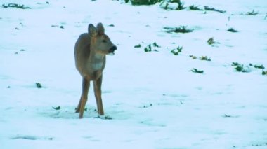 Deer in the meadow under the snow looking to eat. Deer eat rapeseed. Slightly blurred video. Sunlight on the back of a mammal