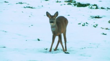 Deer in the meadow under the snow looking to eat. Deer eat rapeseed. Slightly blurred video. Sunlight on the back of a mammal