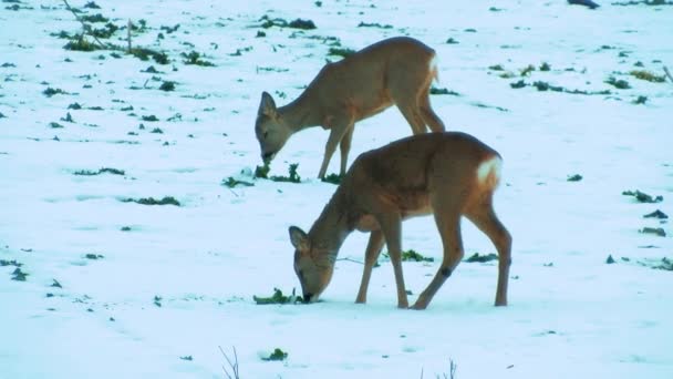 Deer Meadow Snow Looking Eat Deer Eat Rapeseed Slightly Blurred — Stock Video