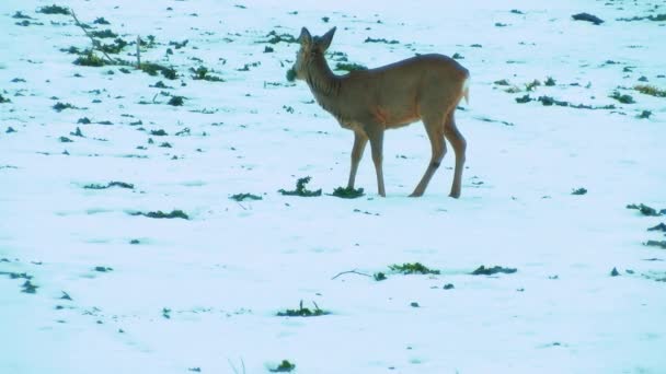 Deer Meadow Snow Looking Eat Deer Eat Rapeseed Slightly Blurred — Vídeo de stock