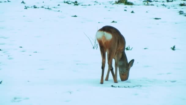 Deer Meadow Snow Looking Eat Deer Eat Rapeseed Slightly Blurred — Stockvideo