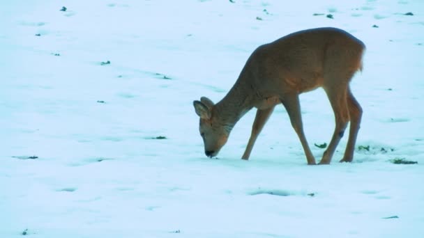 Deer Meadow Snow Looking Eat Deer Eat Rapeseed Slightly Blurred — Wideo stockowe