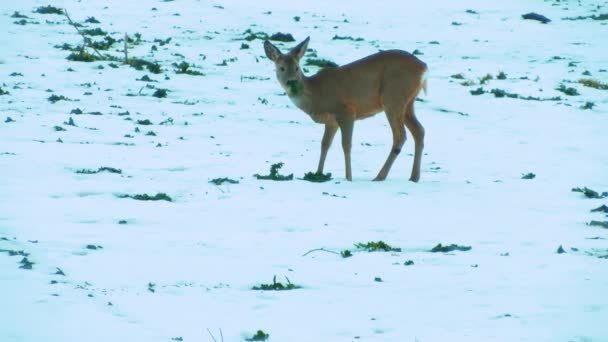 Ciervo Prado Bajo Nieve Buscando Comer Los Ciervos Comen Colza — Vídeos de Stock