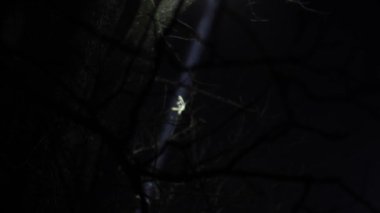  Güzel ışık huzmeleriyle ışık gösterisi. Ağaçların dalları arasında ışık parlıyor.