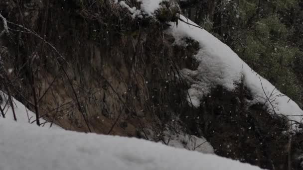 Flocos Neve Caem Bem Floresta Neve Natureza Bonita Nevasca Vento — Vídeo de Stock