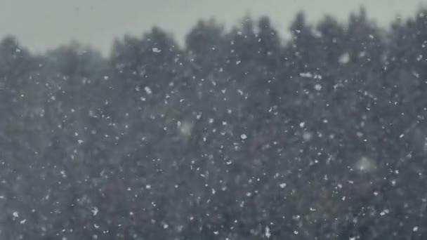 Snöflingor Faller Fint Ner Snöfall Naturen Vackert Snöstorm Och Stark — Stockvideo