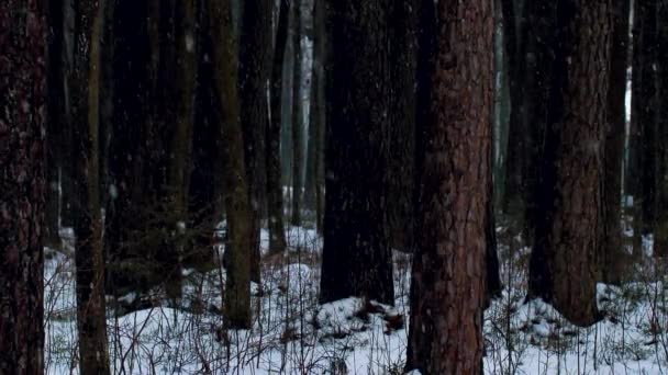 Snöflingor Faller Fint Ner Snöfall Naturen Vackert Snöstorm Och Stark — Stockvideo
