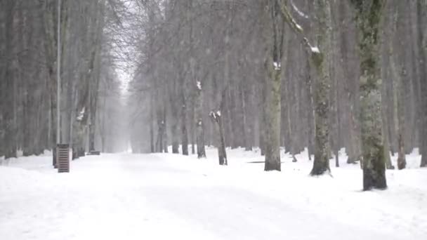 Flocos Neve Caem Bem Floresta Neve Natureza Bonita Nevasca Vento — Vídeo de Stock