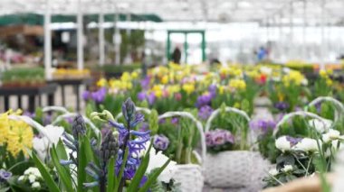 Çocuk odasında insanlar güzel çiçekler satın alırlar. Bahar çiçekleri satılık.