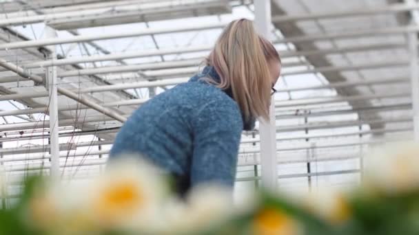 Nursery People Buy Beautiful Flowers Spring Flowers Grown Sale — Stock Video