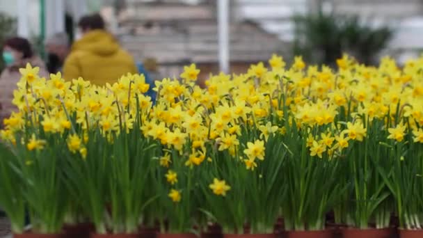 Guardería Gente Compra Hermosas Flores Flores Primavera Cultivan Para Venta — Vídeos de Stock